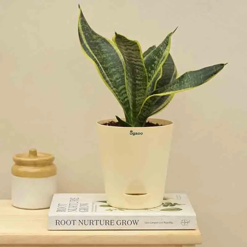 Ugaoo Snake Plant - Futura Superba media 1