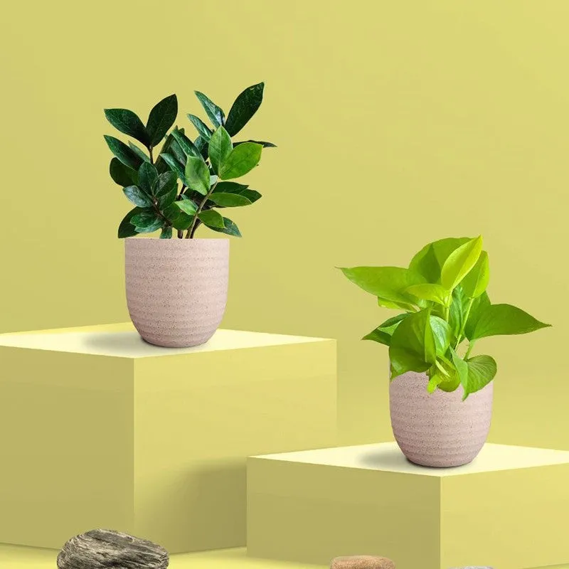Greenkin Golden Pothos Live Plants (Ivory) - Set Of Two media 3