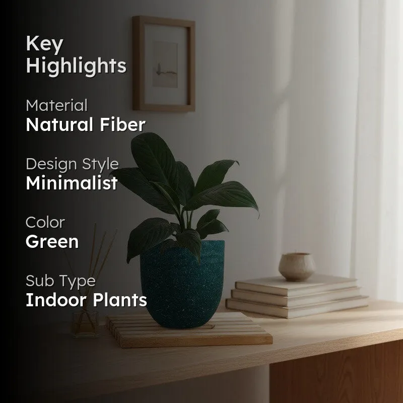 Greenkin Peace Lily Live Plant - Green media 2