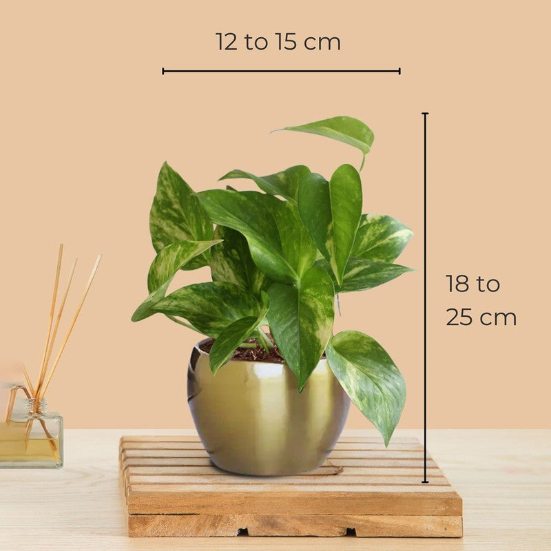 Greenkin Money Plant Gold King Live Plant media 9