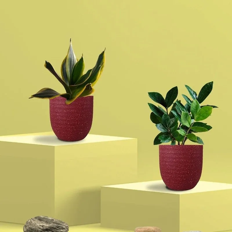 Greenkin ZZ & Golden Snake Live Plants (Red) - Set Of Two media 3