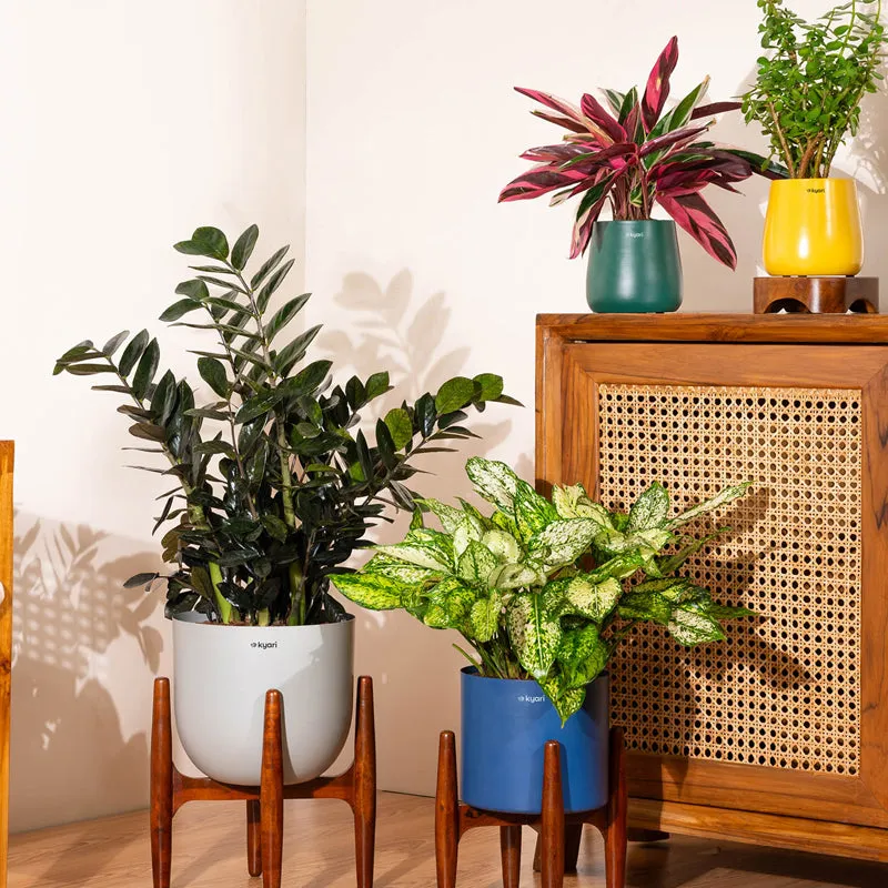 Kyari ZZ Plant With Metal Self Watering Pot (Grey) - 2.4 Feet media 4