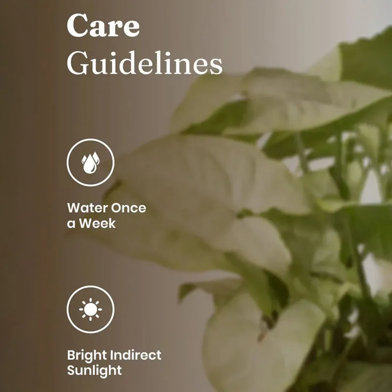 Kyari Syngonium Pixie Plant With Self Watering Pot (Yellow) - 18 cm media 5