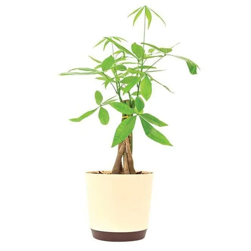 Ugaoo Money Tree media 3