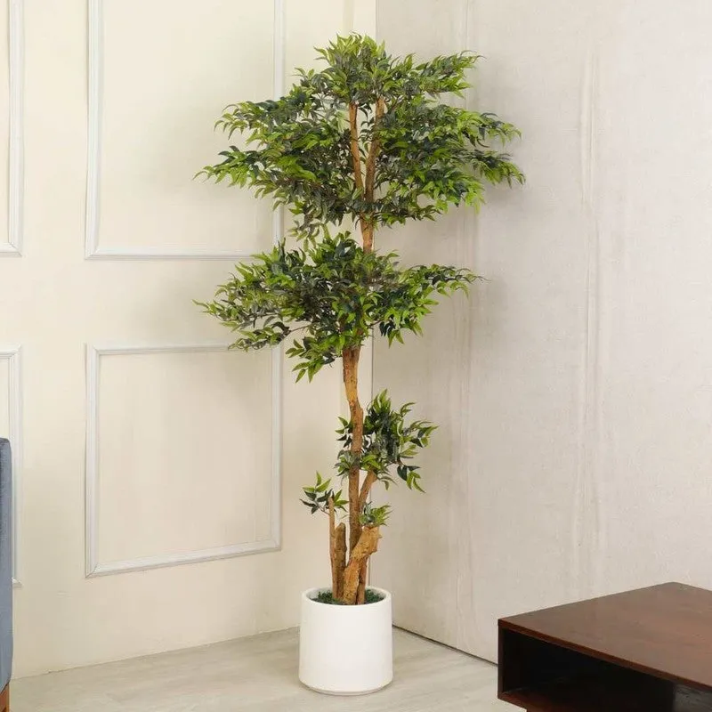 Artificial Ruscus Plant Without Pot - 6.2 Feet media 3