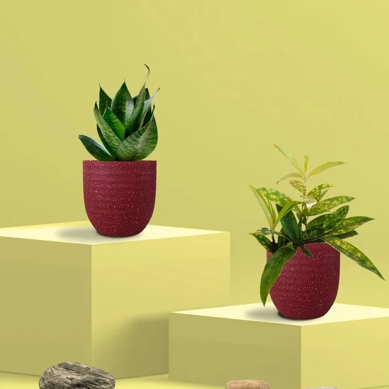 Greenkin Bamboo & Snake Live Plants (Red) - Set Of Two media 3