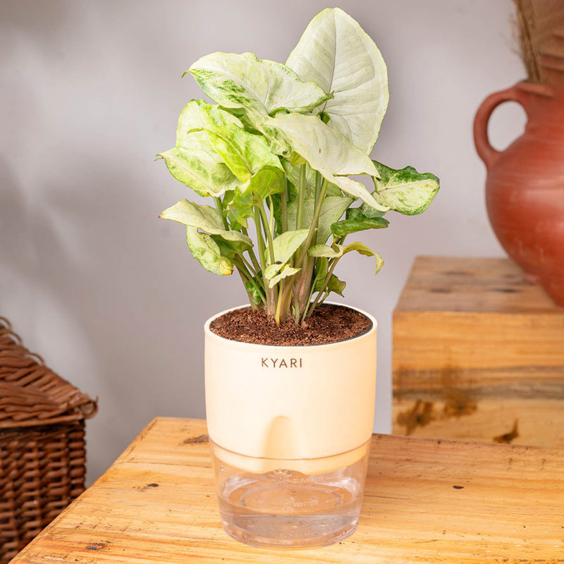 Kyari Syngonium Pixie Plant With Self Watering Pot (Ivory) - 18 cm media 3