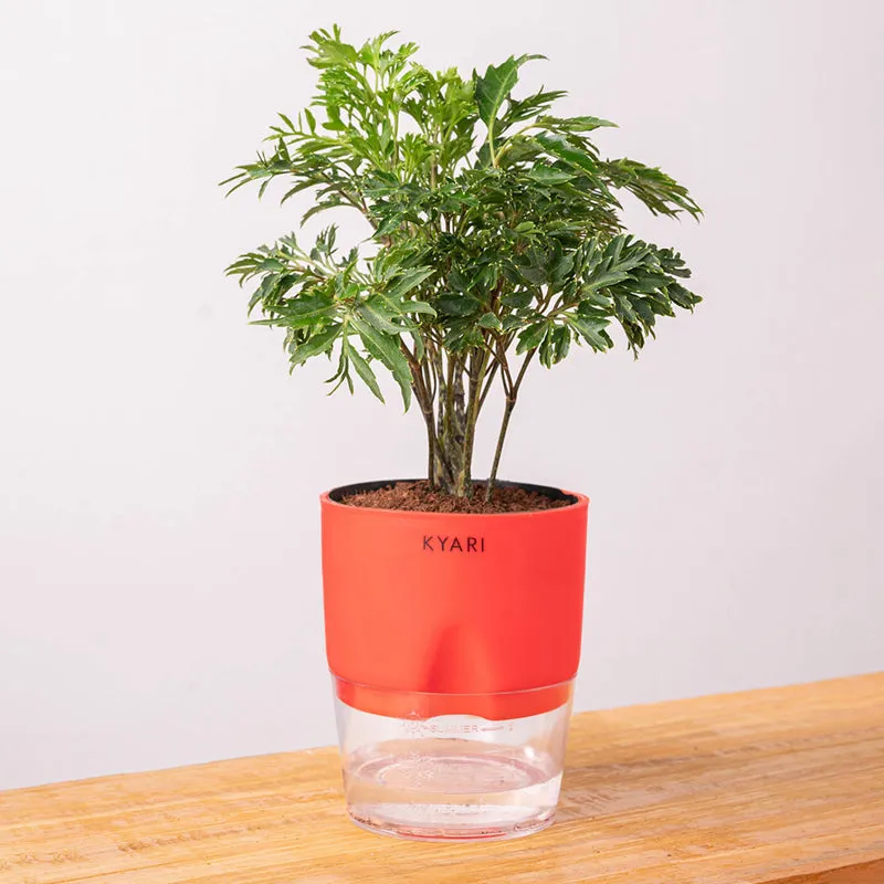 Kyari Aralia Green Plant With Self Watering Pot - Red media 6
