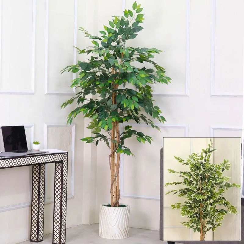 Verdiva Lush Variegated Ficus Plant With Black Fiber Pot - 5.9 Feet media 4