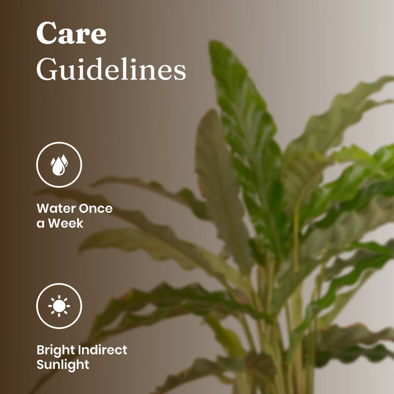 Kyari Calathea Rufibarba With Metal Self Watering Pot - Beige media 5
