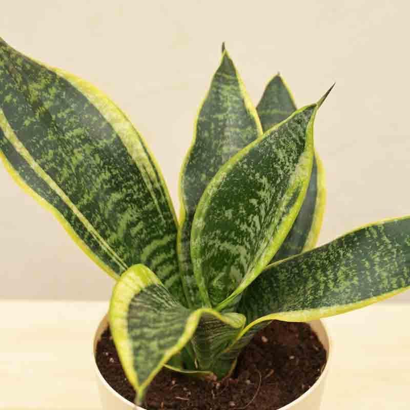 Ugaoo Snake Plant - Futura Superba media 5
