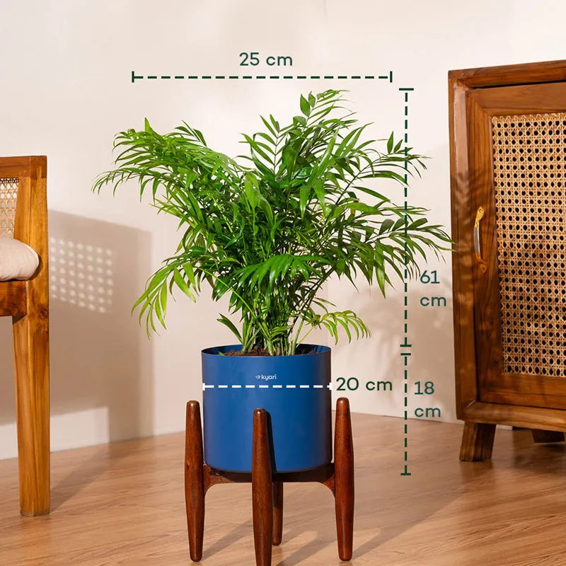 Kyari Areca Palm With Metal Self Watering Pot (Blue) - 2.5 Feet media 5