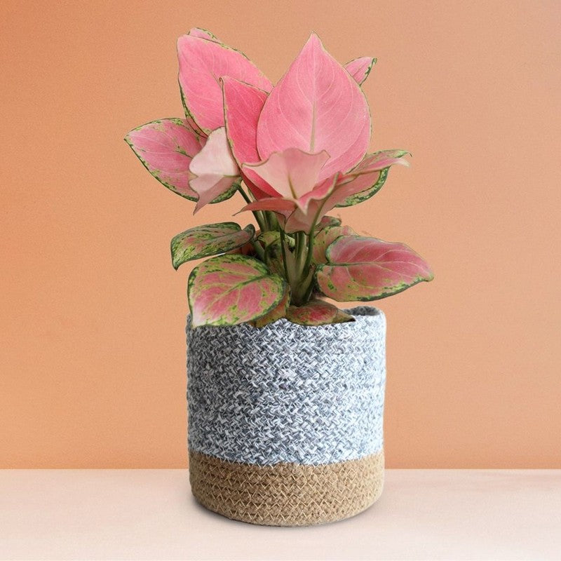 Greenkin Aglaonema Pink Live Plant with Jute Planter - Grey media 4
