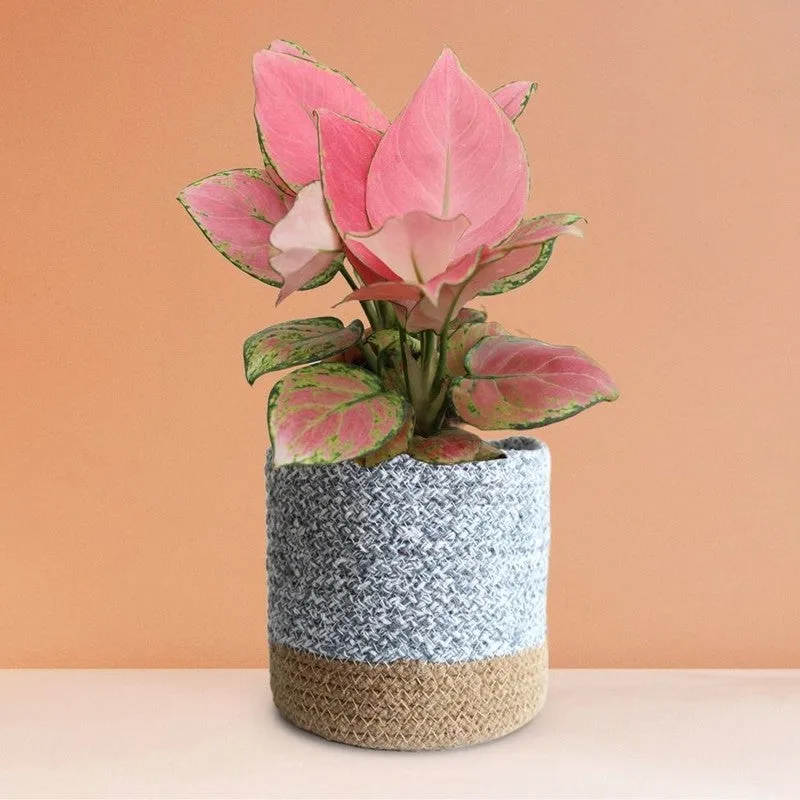 Greenkin Aglaonema Pink Live Plant with Jute Planter - Grey media 4