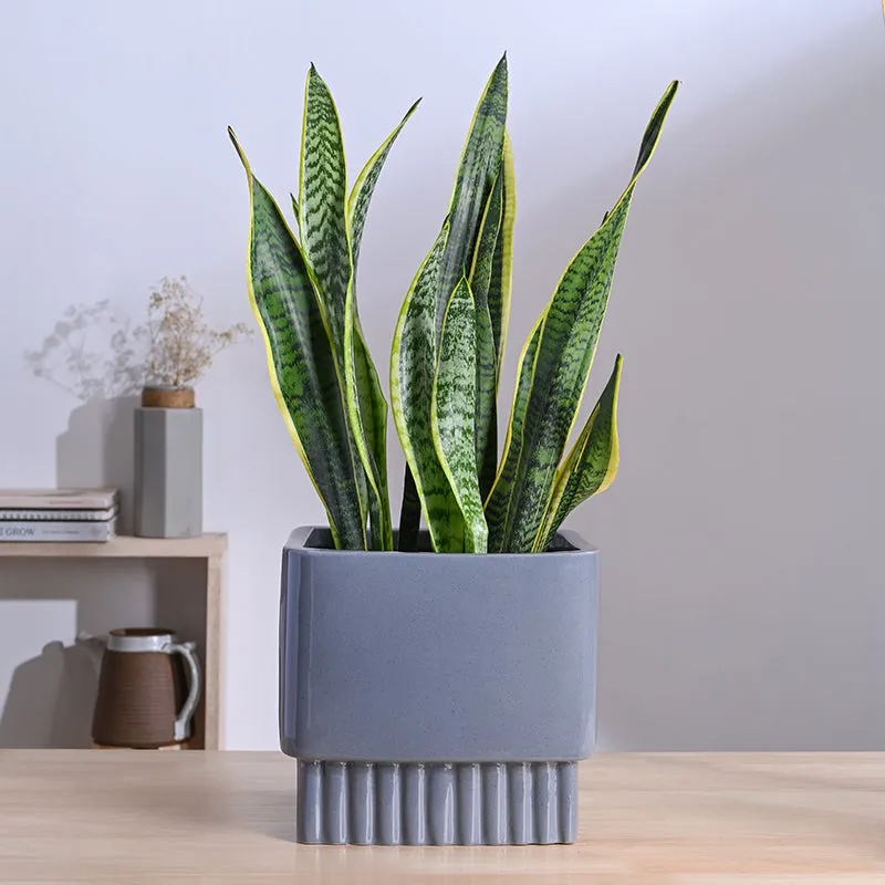 Ugaoo Sleepy Sprout Square Ceramic Planter - Dark Grey media 3