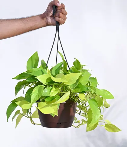 Live Plants