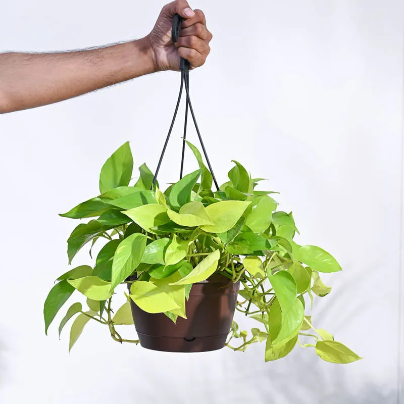 Ugaoo Money Plant Golden With Hanging Pot media 1