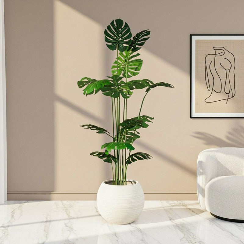 Striga Artificial Monstera With Black Plastic Pot - 6 Feet