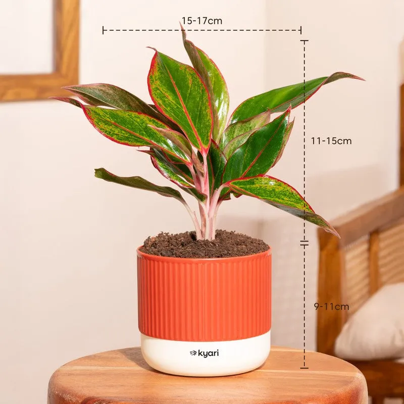 Kyari Agalonema Lipstick Plant with Self Watering Pot - Orange media 7