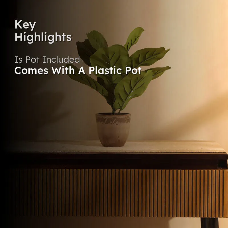 Artificial Fiddle Leaf Fig With Black Plastic Pot (Set Of Two) - 1 Feet media 2