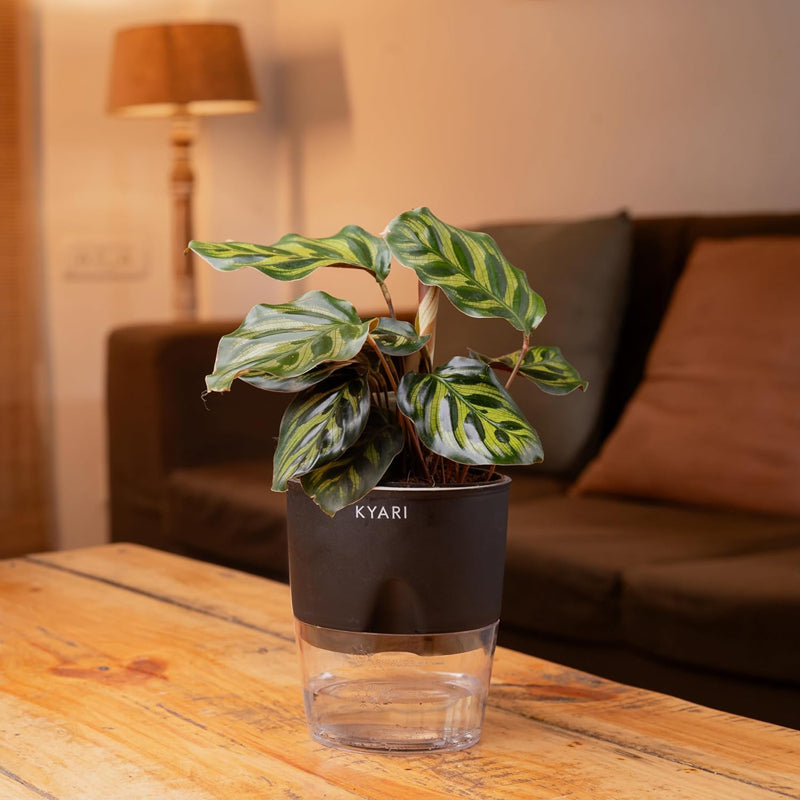 Kyari Peacock Plant With Self Watering Pot - Black media 4