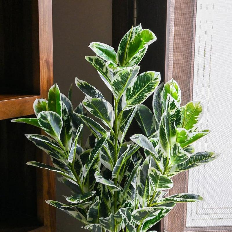 Faux Zebra Plant With Black Plastic Pot - 2.79 ft media 5
