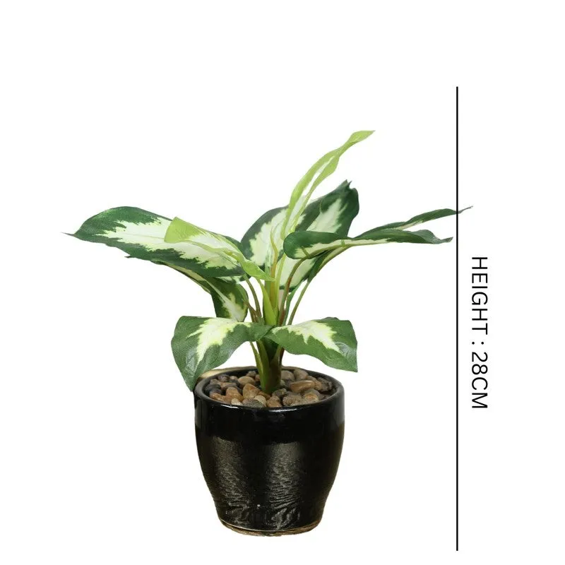 Artificial White Dieffenbachia Bonsai Plant With Ceramic Pot - 0.7 Feet media 5