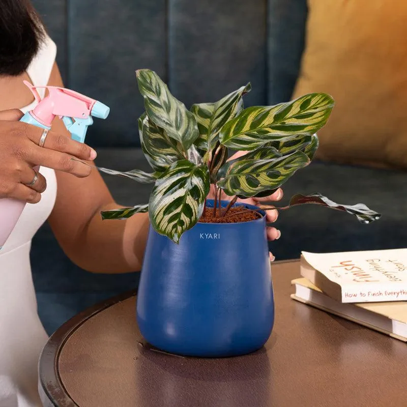 Kyari Peacock Plant With Metal Self Watering Pot - Blue media 4