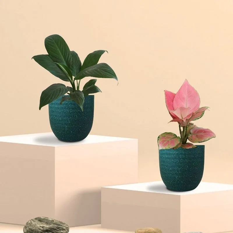 Greenkin Aglaonema & Lily Live Plants (Green) - Set Of Two media 3