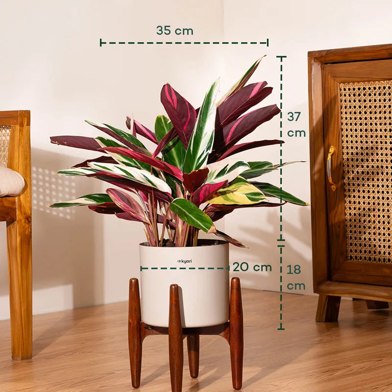 Kyari Calathea Plant With Metal Self Watering Pot (Cream) - 2 Feet media 5
