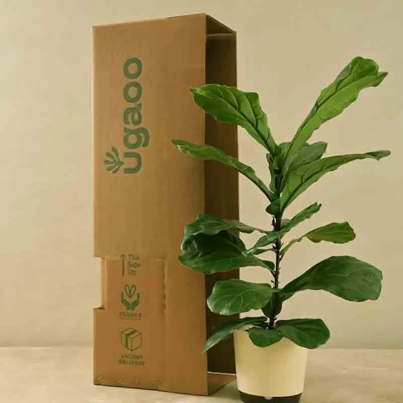 Ugaoo Fiddle Leaf Fig Plant media 3