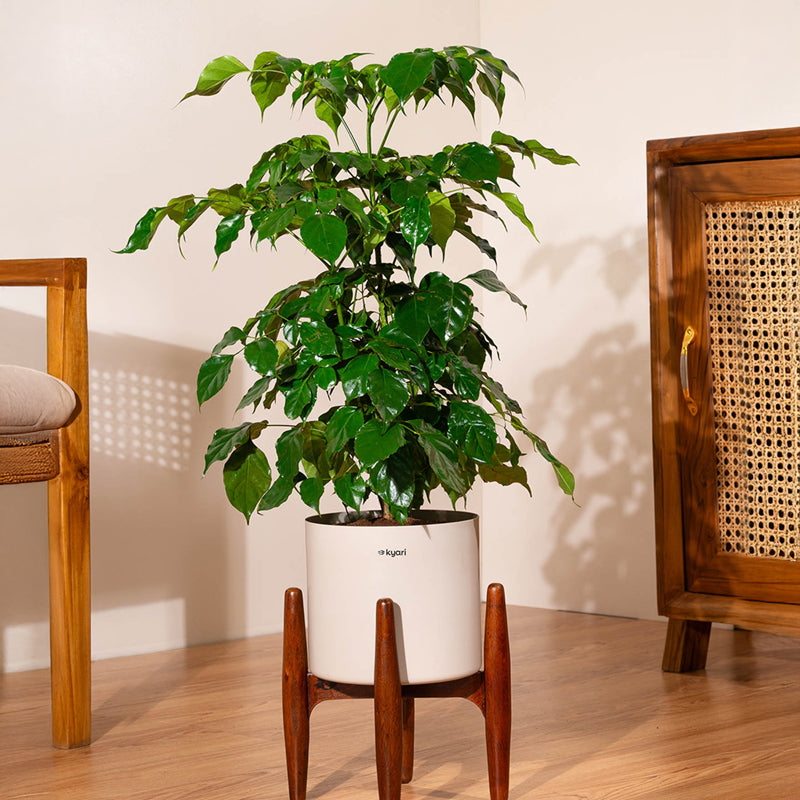 Kyari China Doll Plant With Metal Pot (Beige) - 2.5 Feet