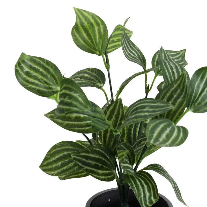 Artificial Fittonia Plant With Black Plastic Pot (0.8 Ft) - Set Of Two media 5