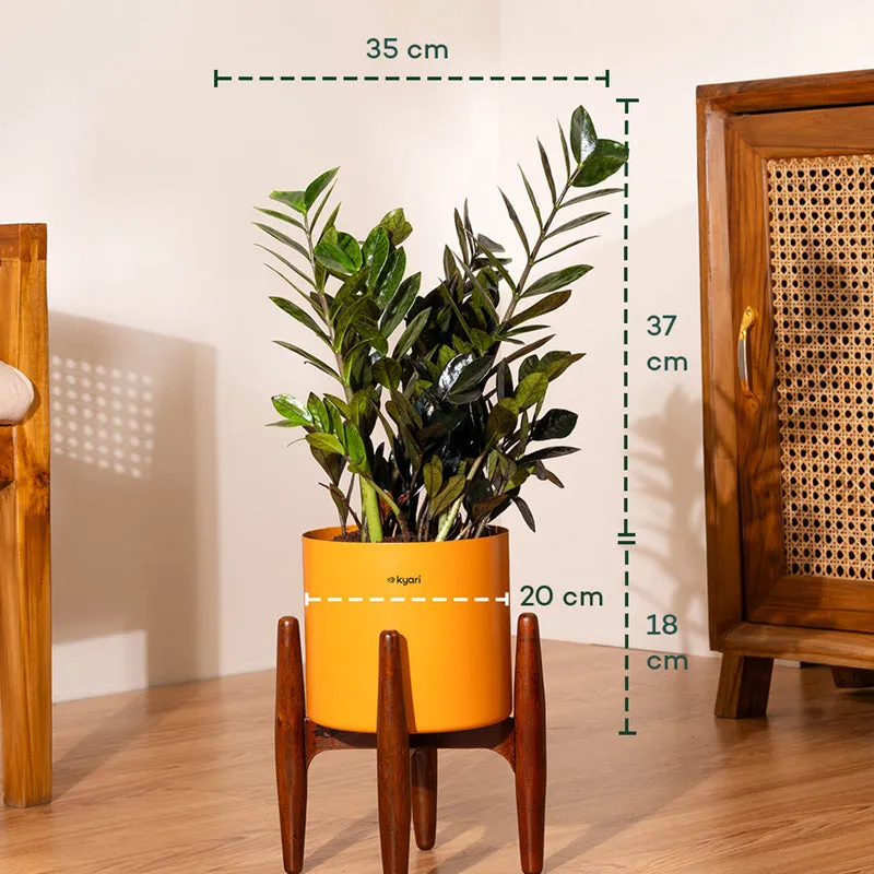 Kyari Black ZZ Plant With Metal Self Watering Pot (Orange) - 2 Feet media 5