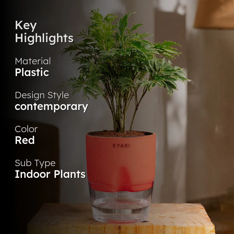 Kyari Aralia Green Plant With Self Watering Pot - Red media 2