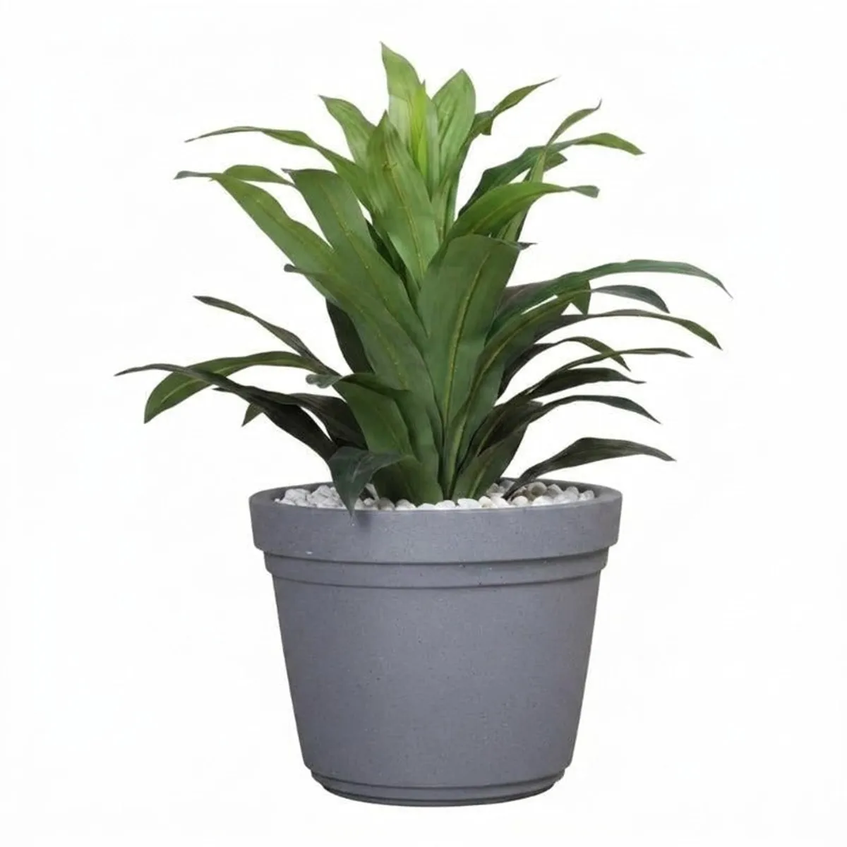 Grey planter with a tall leafy plant shown against a white background.