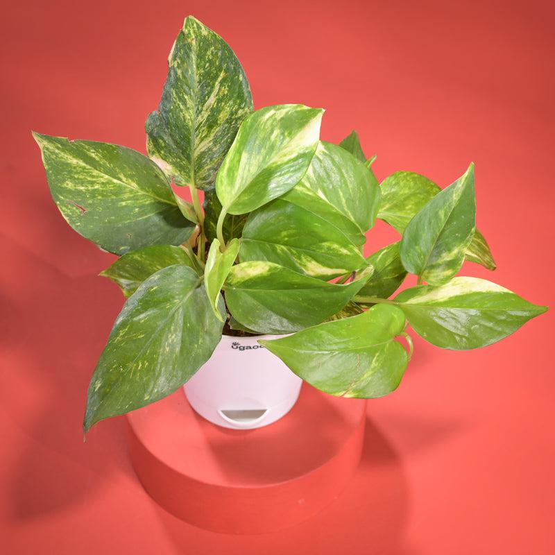 Money Plant With Self Watering Pot Diwali Gift media 5