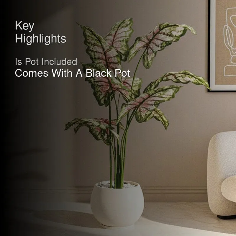 Calatrop Artificial Tropical Caladium With Basic Black Plastic Pot - 150 cm (5 ft) media 2