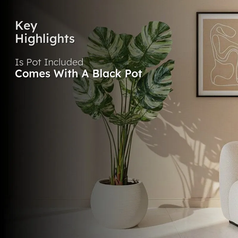 Faux Lush Variegated Monstera Plant With Black Plastic Pot - 5 Feet media 2