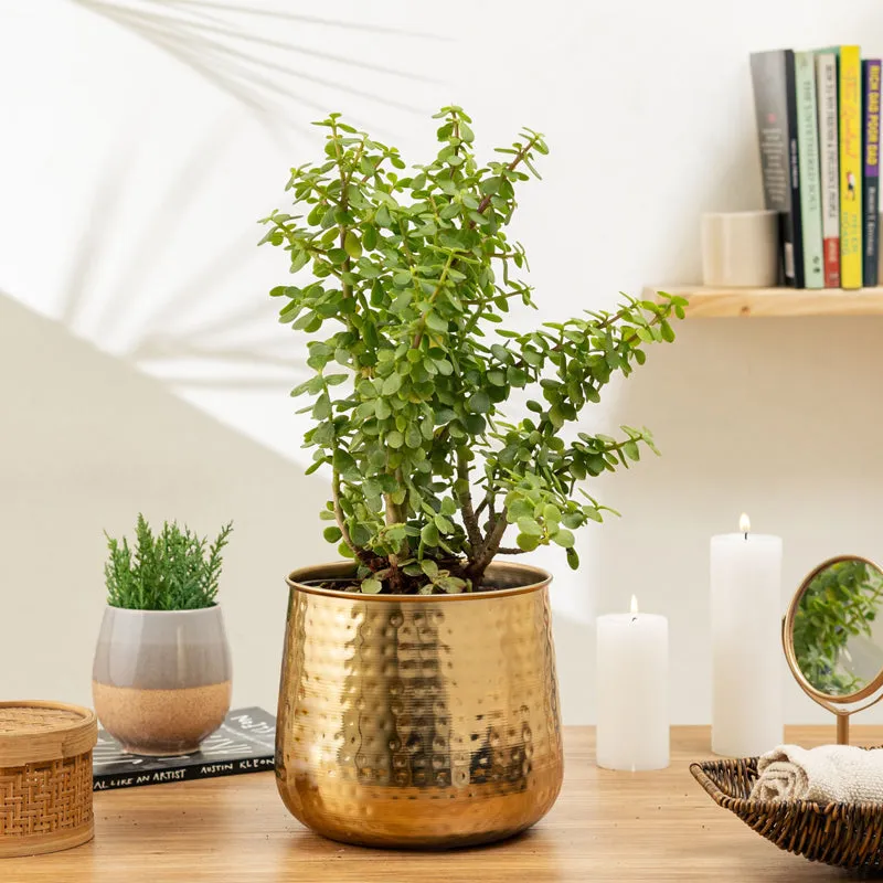 Rooted Charm Auric Golden Planter media 2