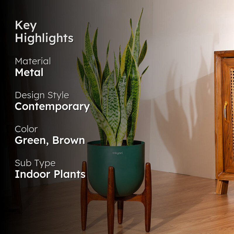 Kyari Sansevieria Zeylanica Golden Snake Plant With Metal Self Watering Pot (Green) - 2.4 Feet media 2