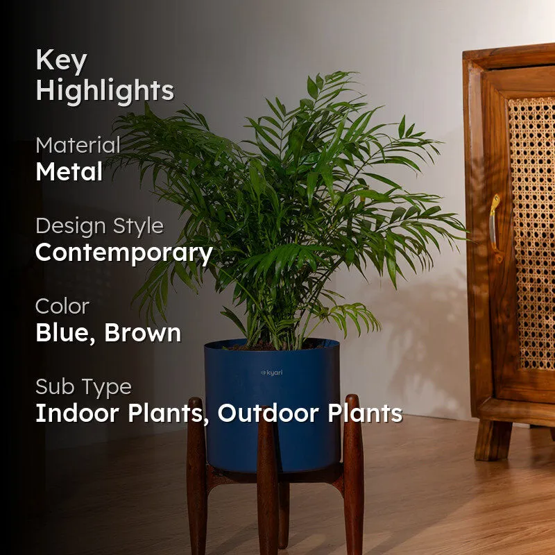 Kyari Areca Palm With Metal Self Watering Pot (Blue) - 2.5 Feet media 2