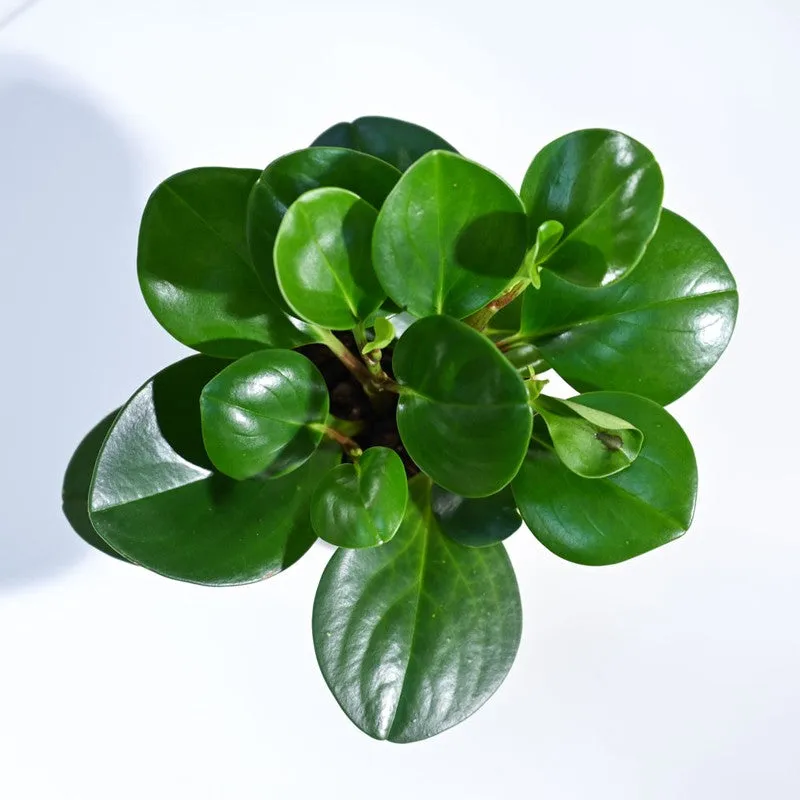 Ugaoo Peperomia Green Plant media 5