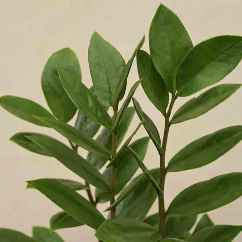 Ugaoo ZZ Plant - Medium media 5
