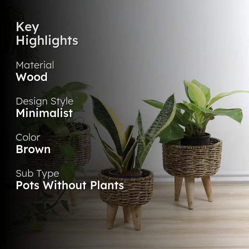 Wicker Grow Planter - Set Of Three media 2