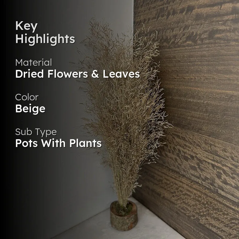 Field Fade Dried Grass - Beige media 2