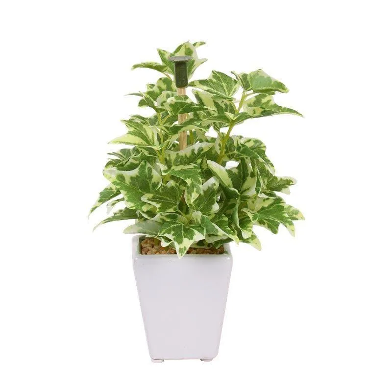 Wandering Jew Faux Bonsai (20 cms) - Light Green media 3