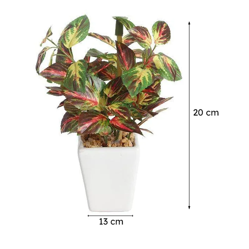 Wandering Jew Faux Bonsai (20 cms) - Red media 4