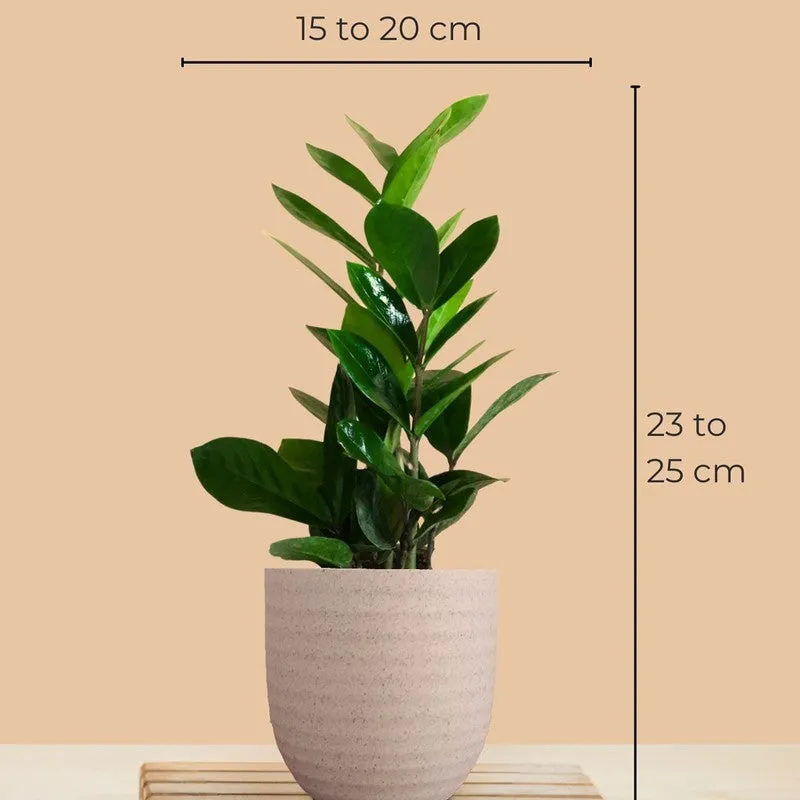 Greenkin Golden Pothos Live Plants (Ivory) - Set Of Two media 10