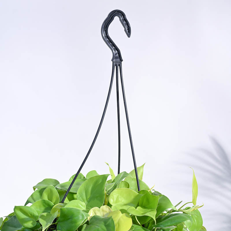 Ugaoo Philodendron Oxycardium Golden with Hanging Pot media 4